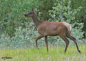 Cervus elaphus nelsoni